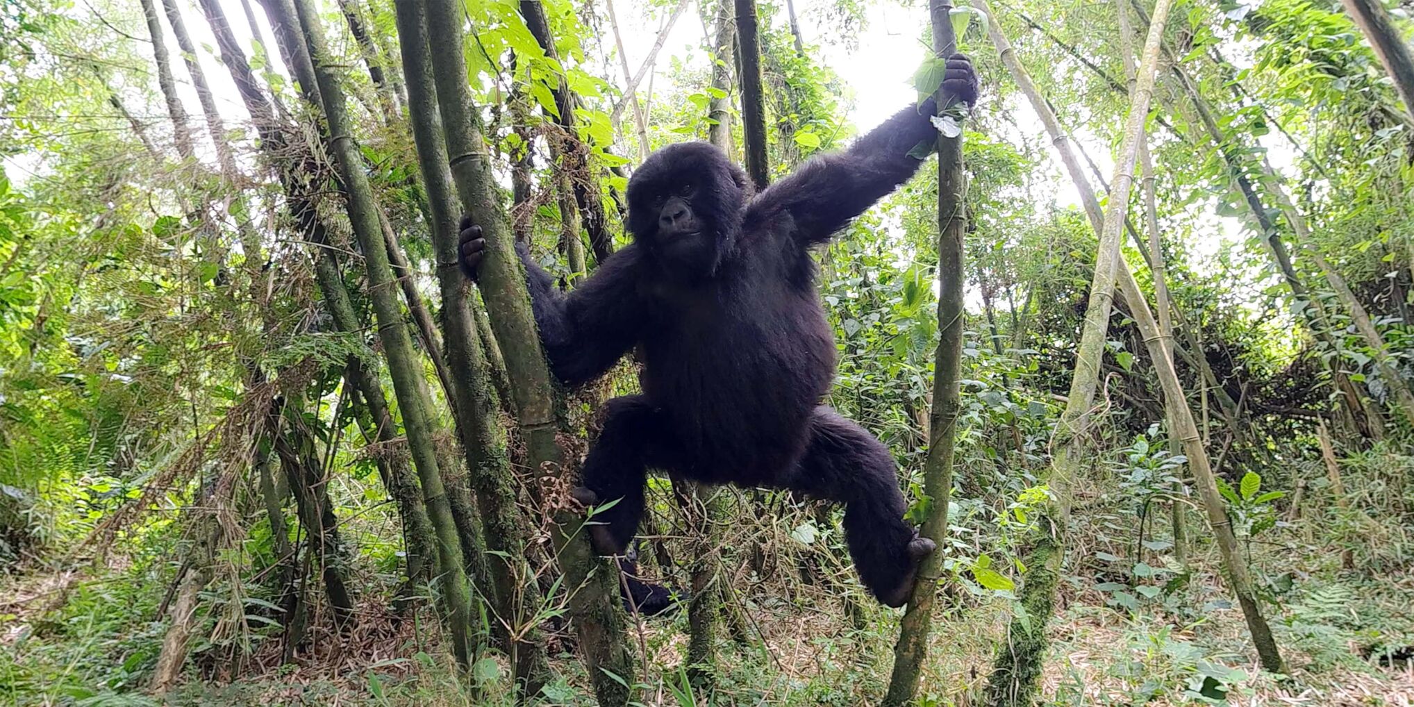 GorillaYouthClimb_4k.jpg